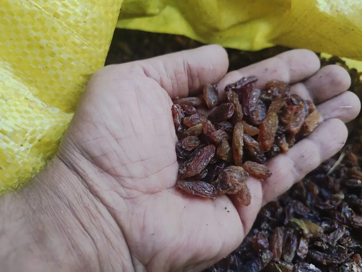 کشمش آفتابی درجه یک|خوردنی و آشامیدنی|نیشابور, دارایی|دیوار