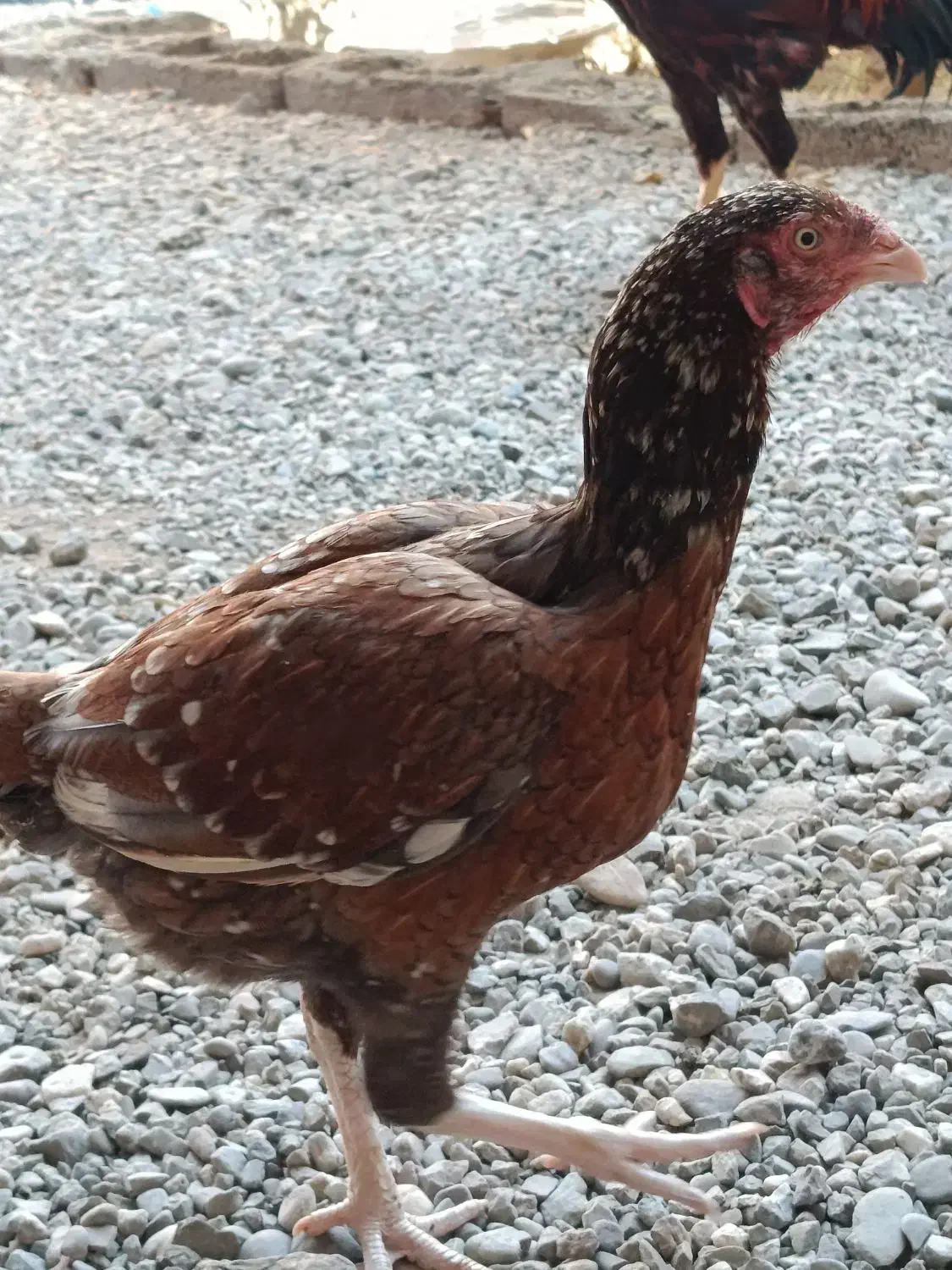 مرغ نسل بالا|حیوانات مزرعه|ایرانشهر, |دیوار