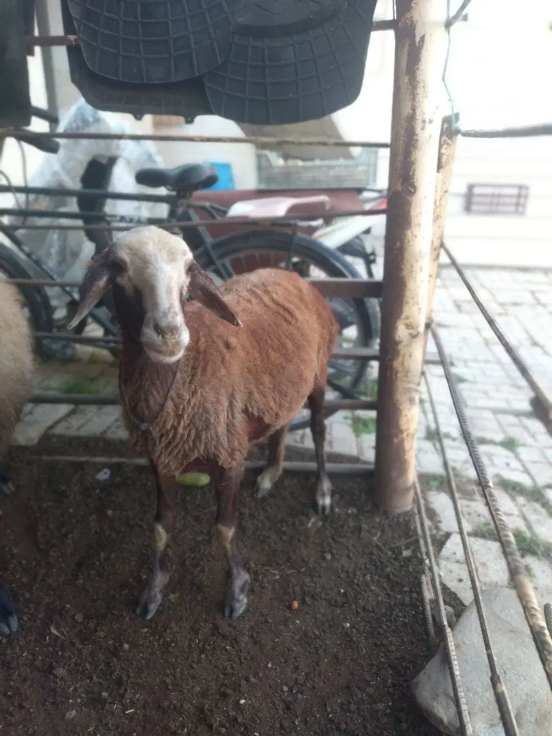 س بره دار بره نر او ماده  سه روزه از هر لخاظ سالم|حیوانات مزرعه|گنبد کاووس, |دیوار