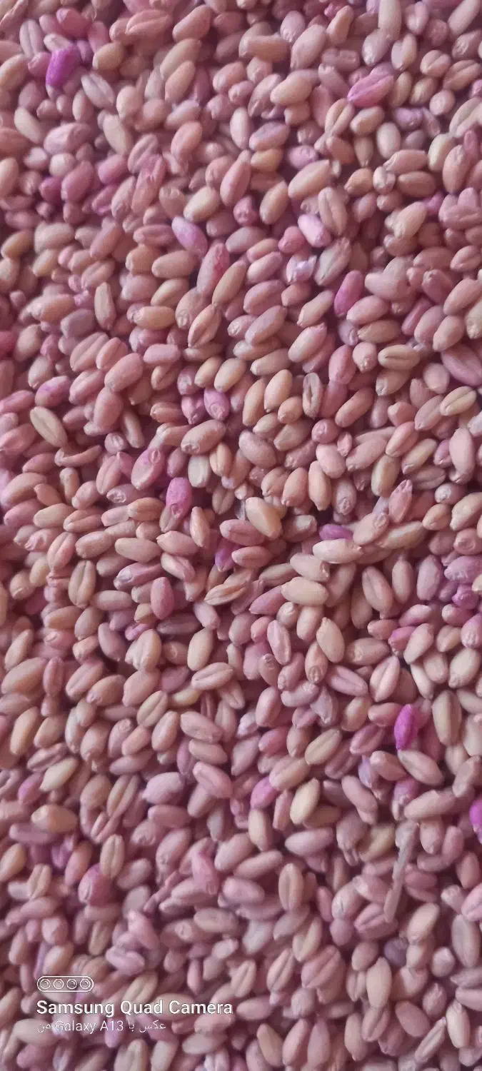 گندم کوهدشت|لوازم جانبی حیوانات|کوهدشت, |دیوار