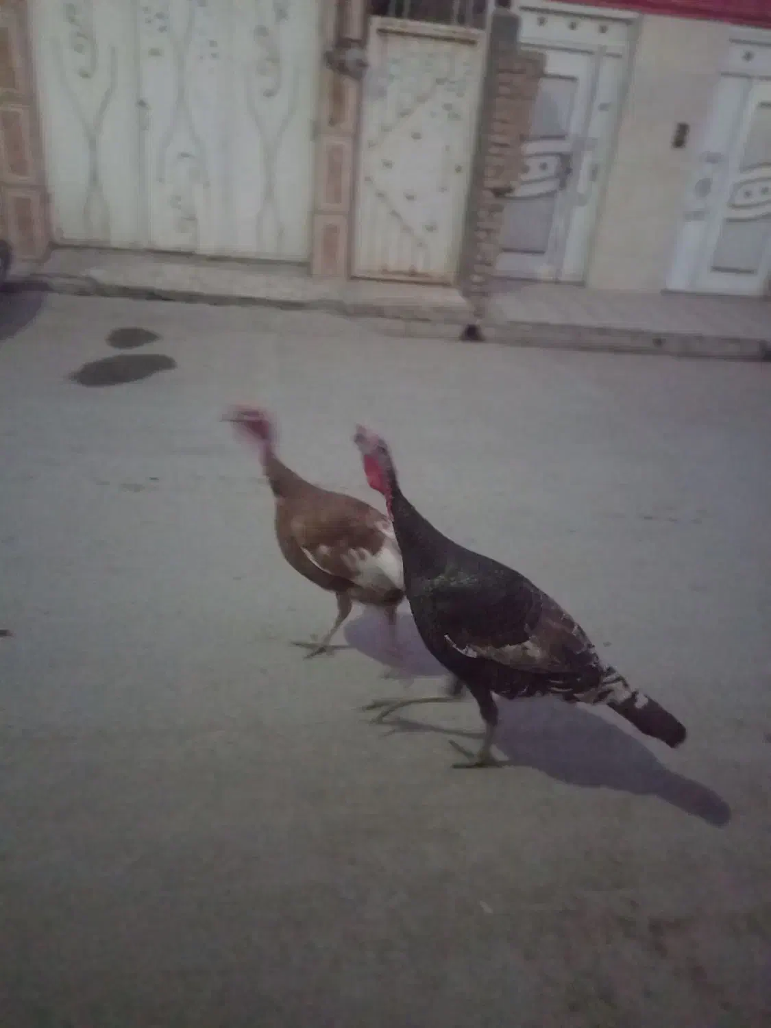 بوقلمون نر برنز|حیوانات مزرعه|مشهد, همت آباد|دیوار