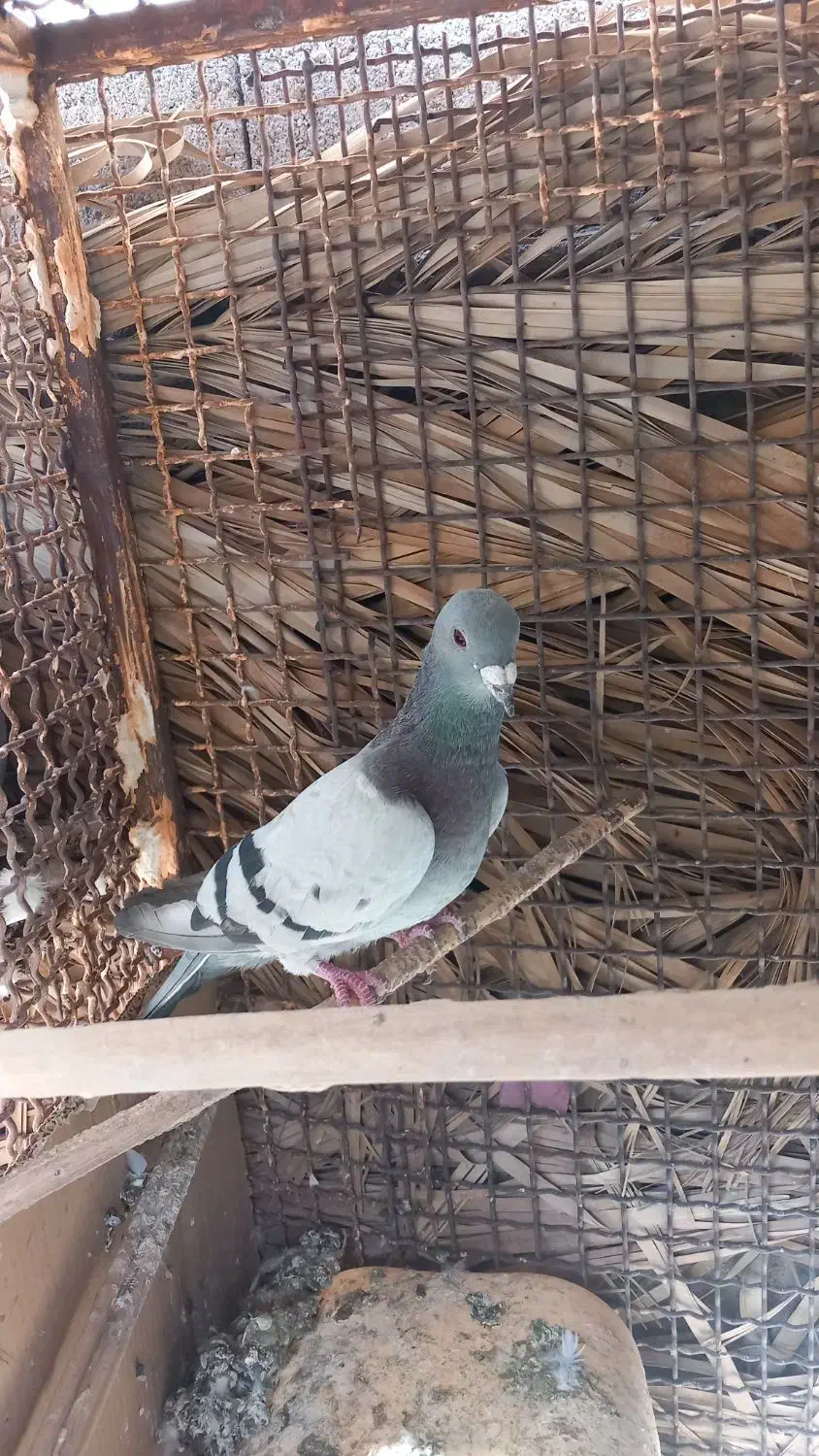 سبز کلاغ نر|پرنده|نرماشیر, |دیوار