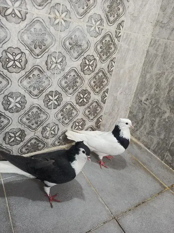 دوعددپرنده|پرنده|شوشتر, |دیوار