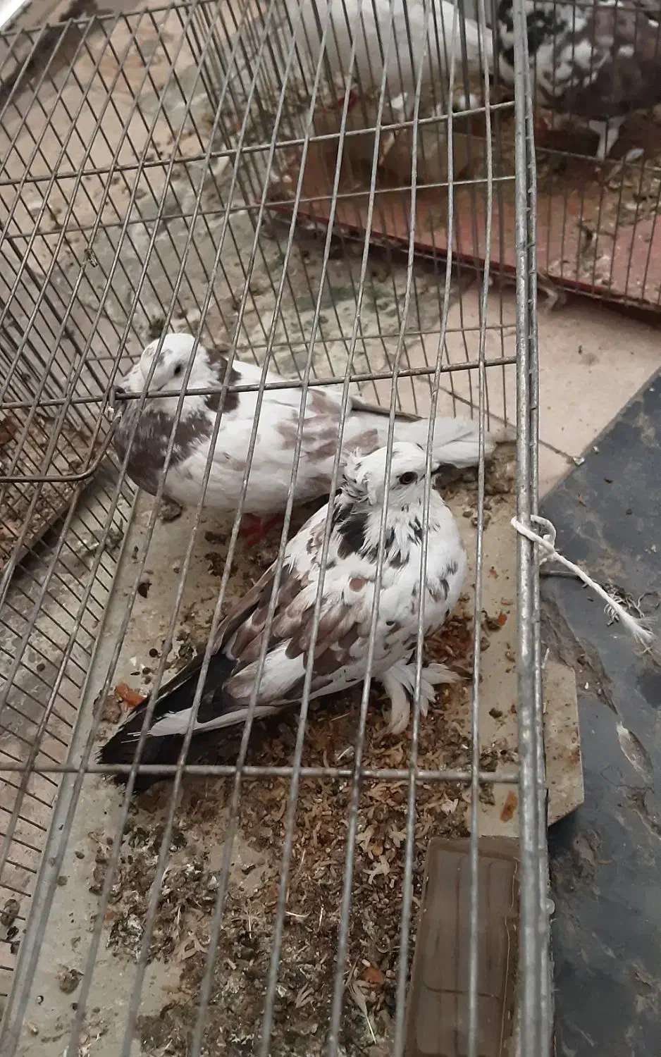 کفتر|پرنده|اصفهان, بوزان|دیوار