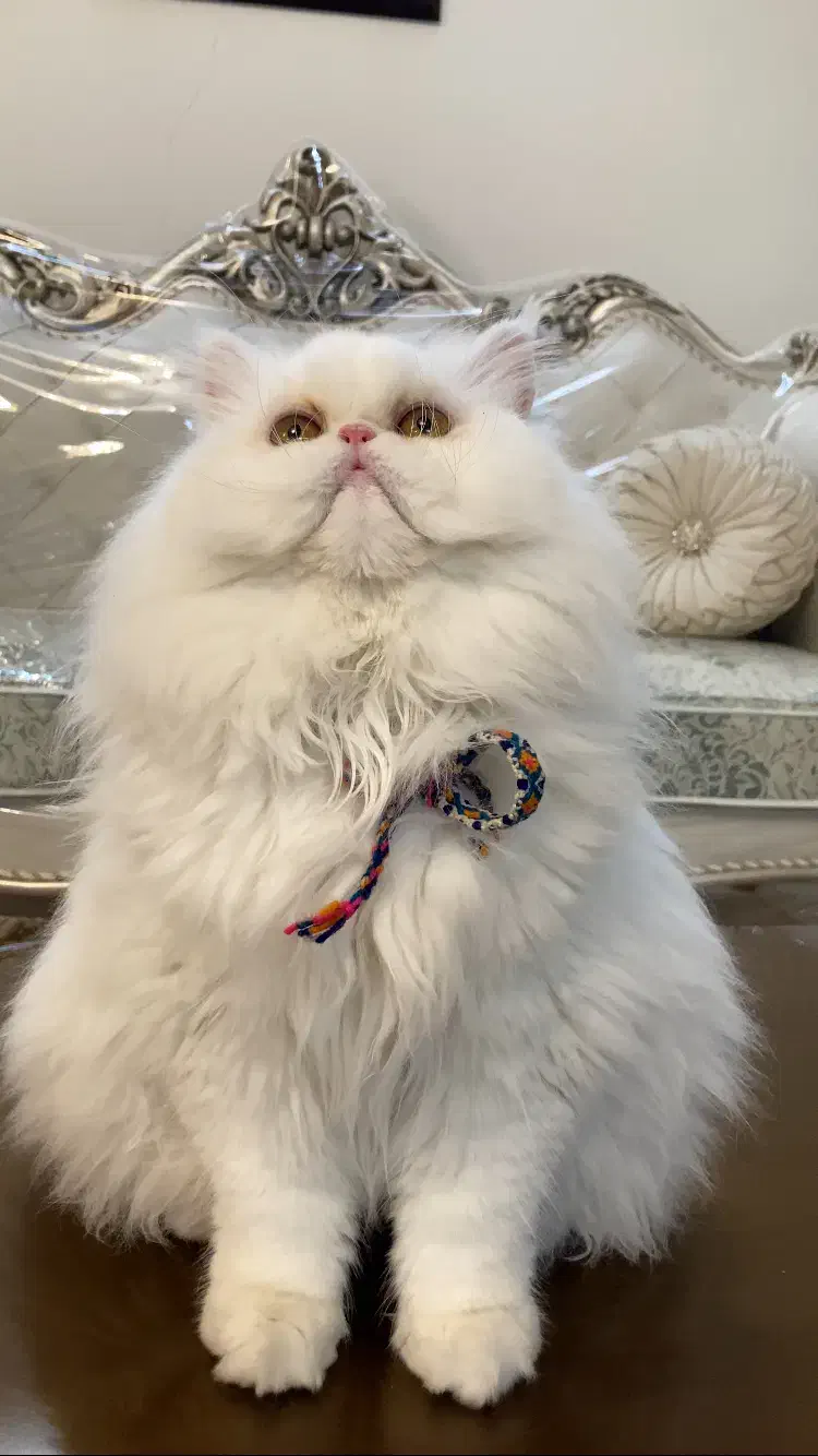 گربه پرشین|گربه|اصفهان, تیران|دیوار