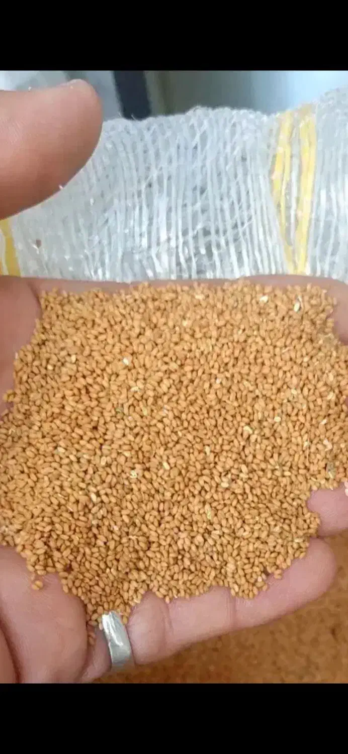 کاملینا|خدمات باغبانی و درختکاری|شیروان (خراسان), |دیوار