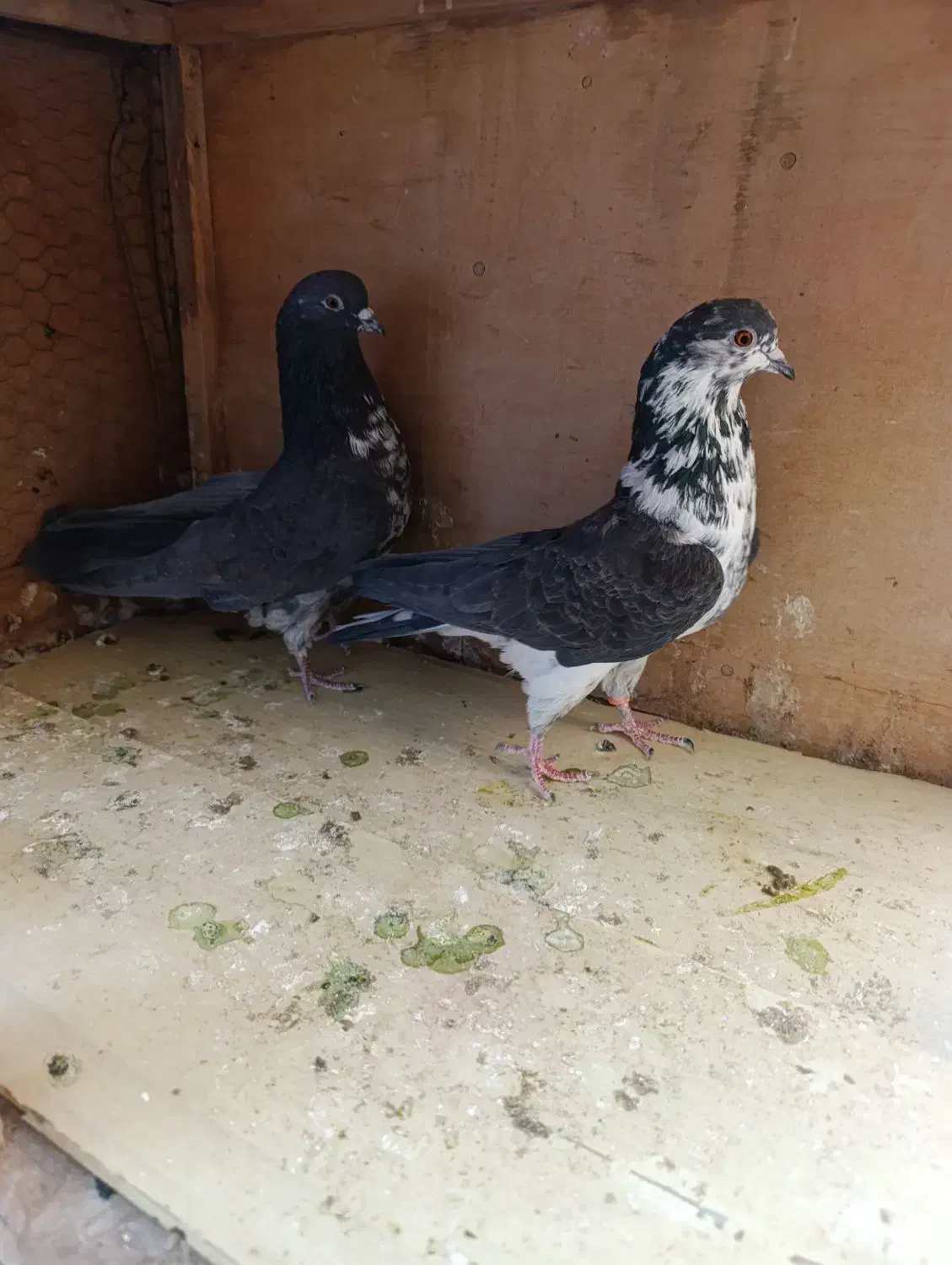 کبوتر|پرنده|قم, علی آباد|دیوار