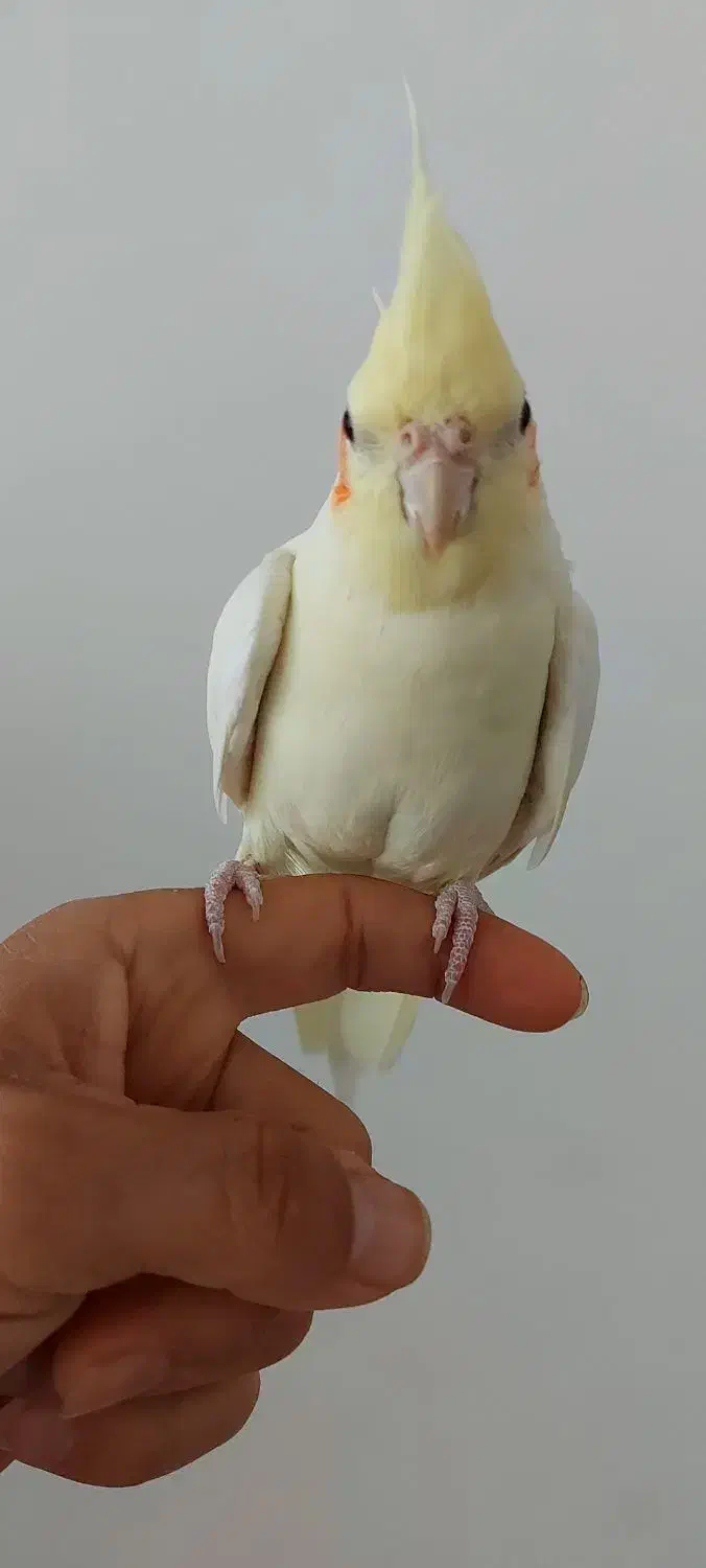 عروس هلندی|پرنده|ابهر, |دیوار