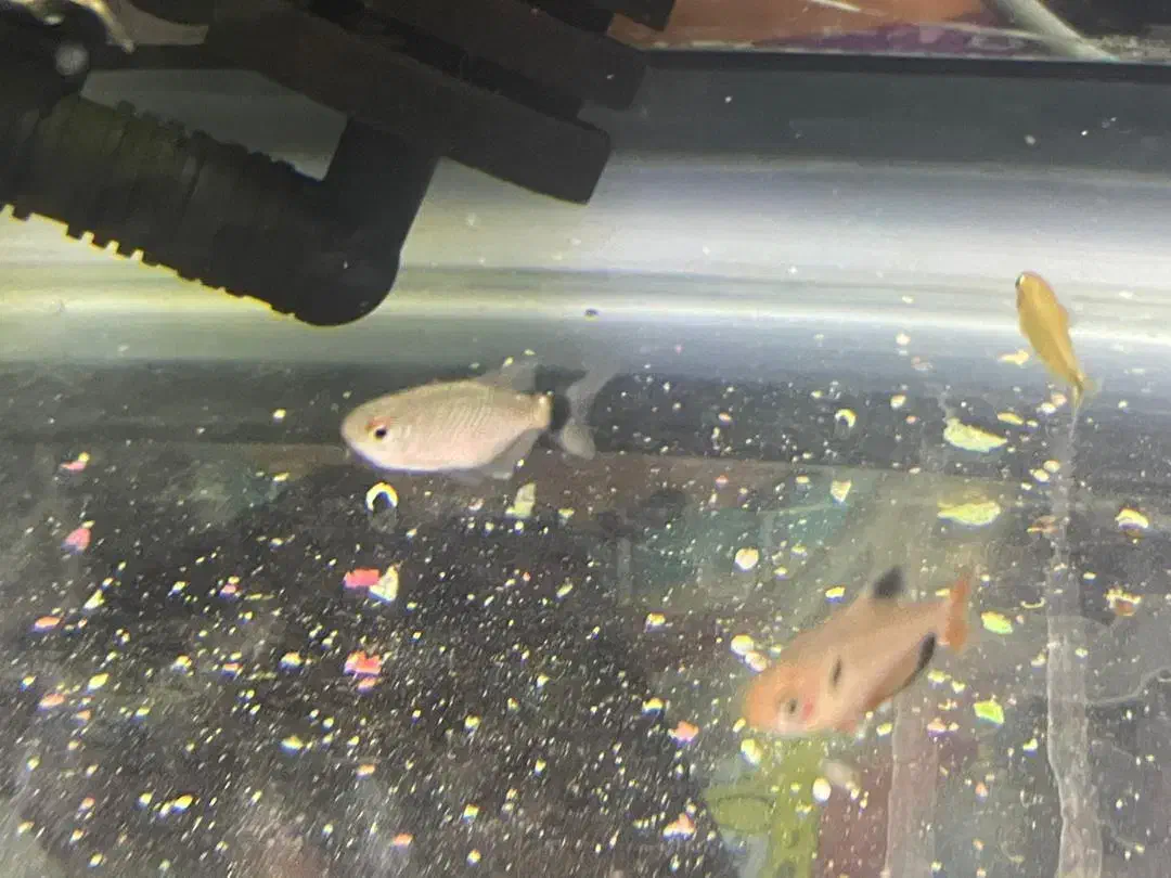 انواع تترا، میگو|ماهی|دوگنبدان, |دیوار