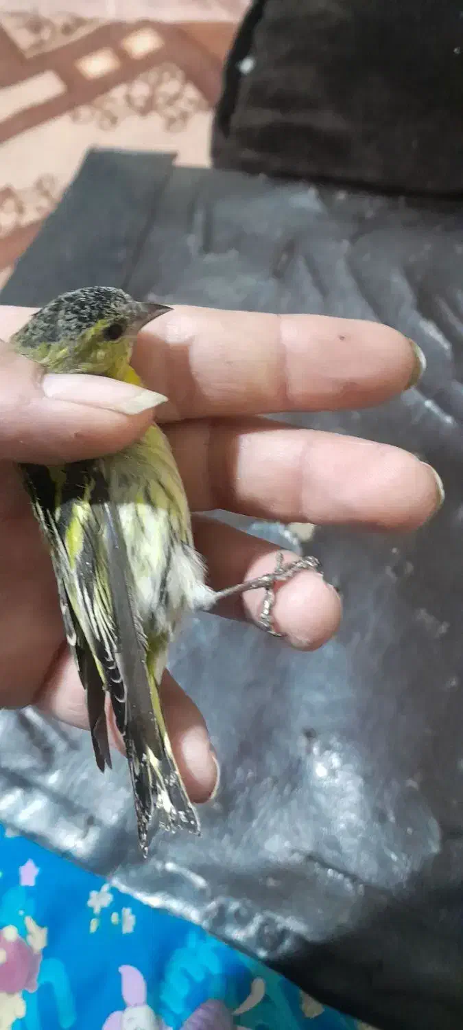 سهره زردوسهره اهوازی|پرنده|مشهد, نوید|دیوار