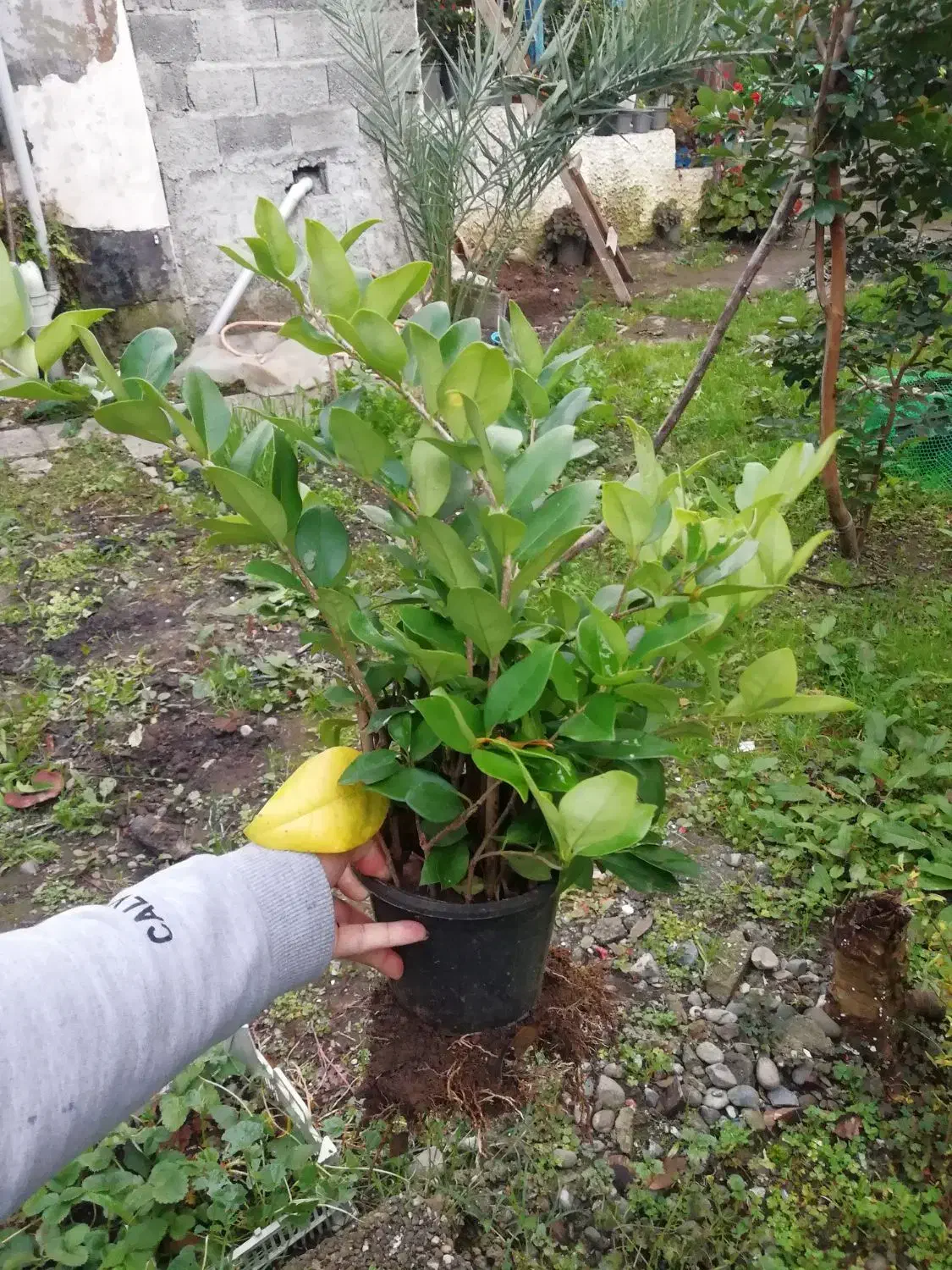 یاس هلندی|گل و گیاه طبیعی|چابکسر, |دیوار