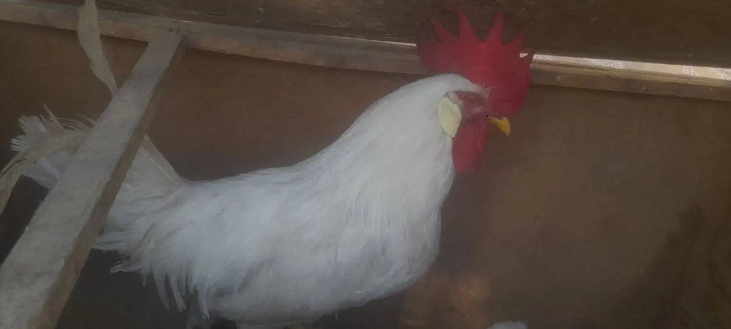 خروس اردک تخم گذار مرغ فروشی|حیوانات مزرعه|شاهرود, |دیوار