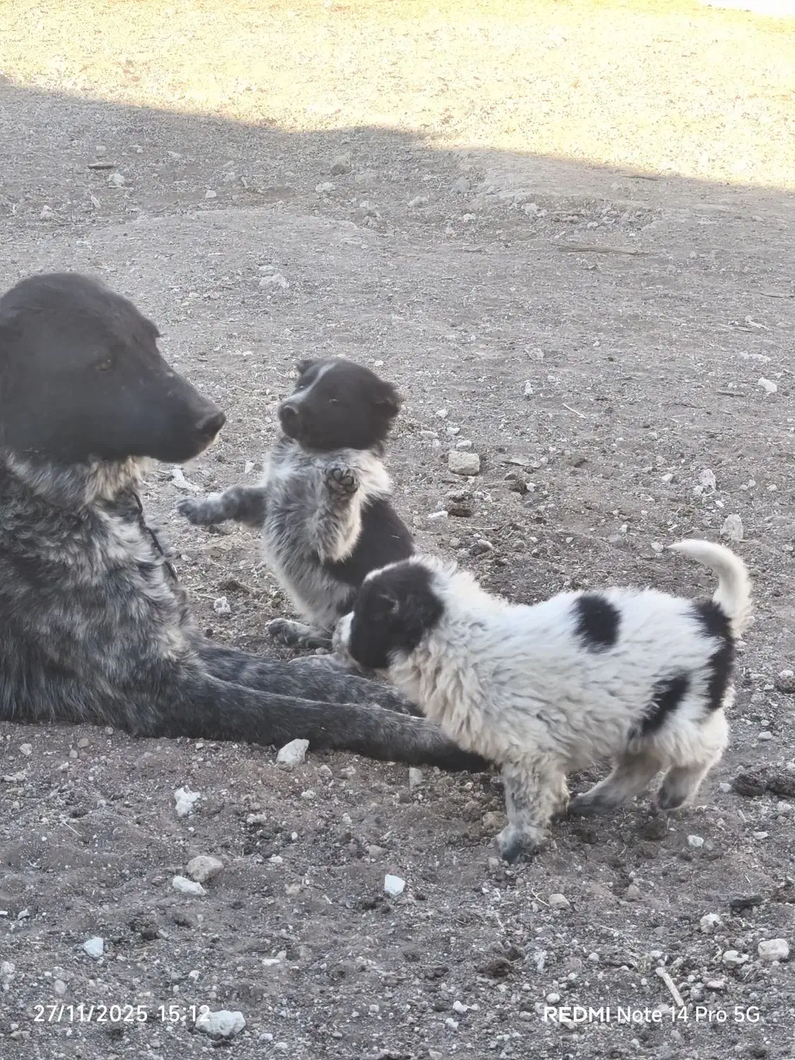 واگذاری قهدریجونی همه چی تموم|سگ|ارسنجان, |دیوار