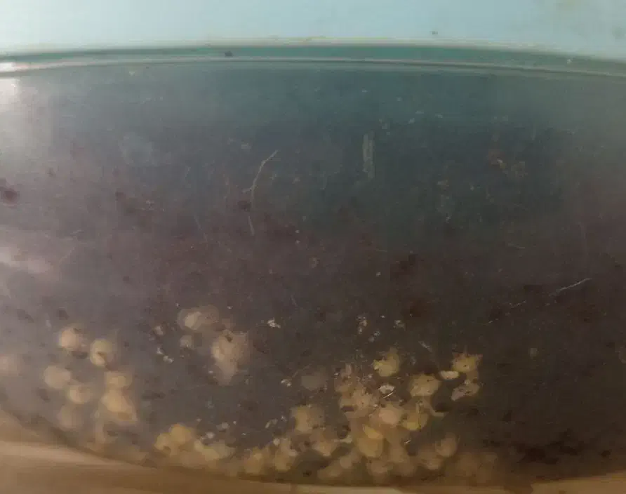 جوجه حلزون|خزنده|شیراز, تندگویان|دیوار