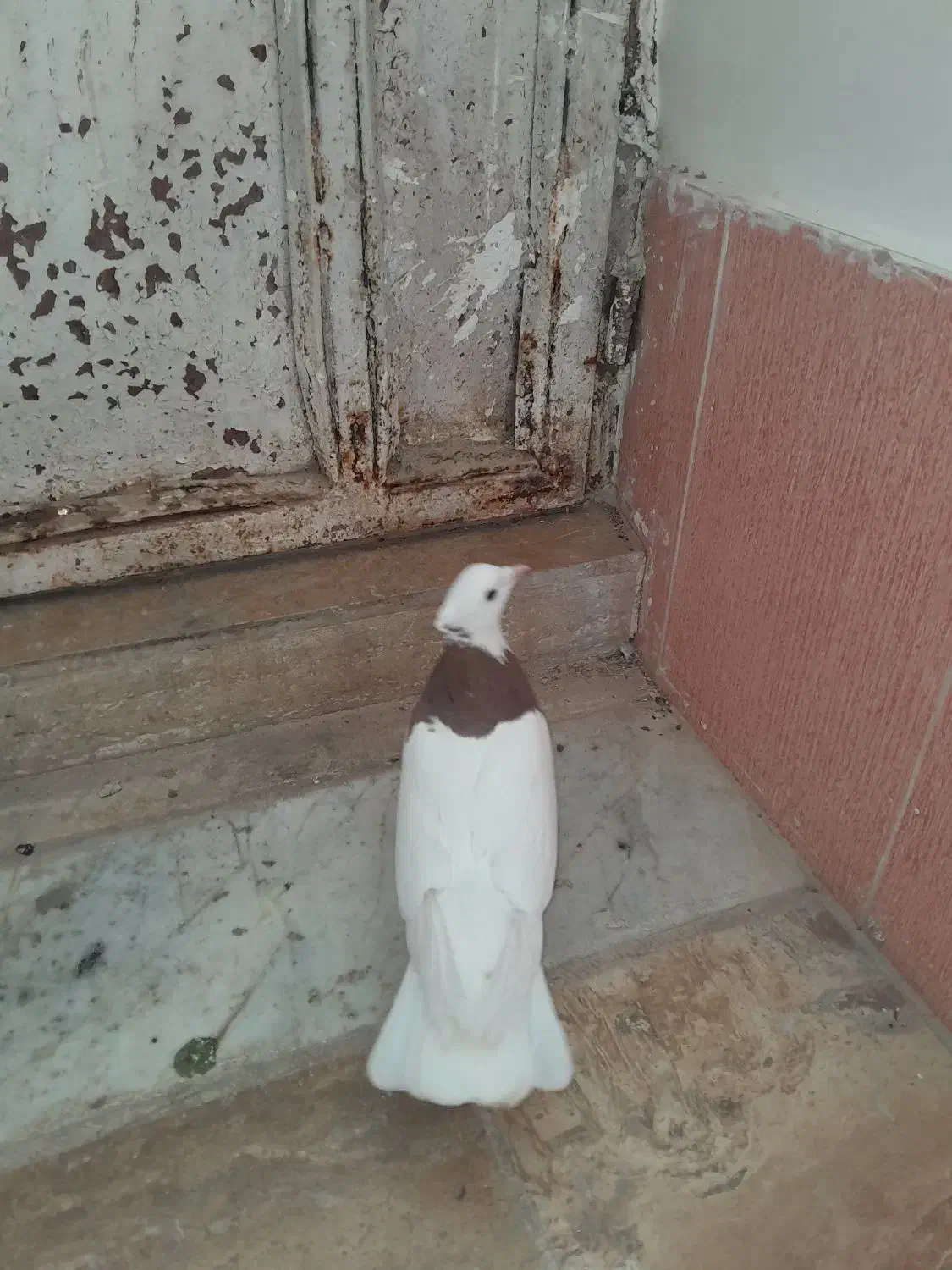 کفتر،کبوتر طوقی|پرنده|صفادشت, |دیوار