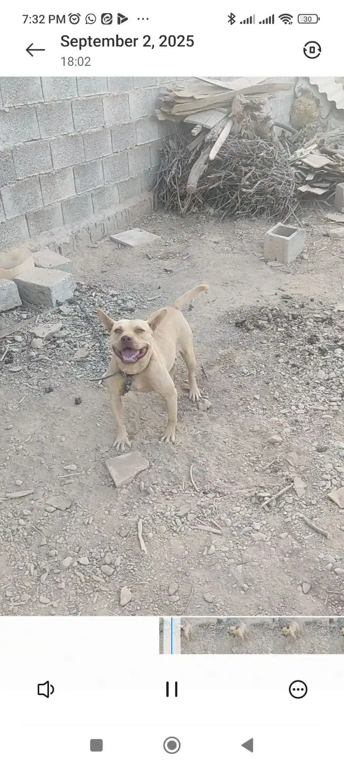 پیتبول ماده|سگ|اصفهان, تیران|دیوار