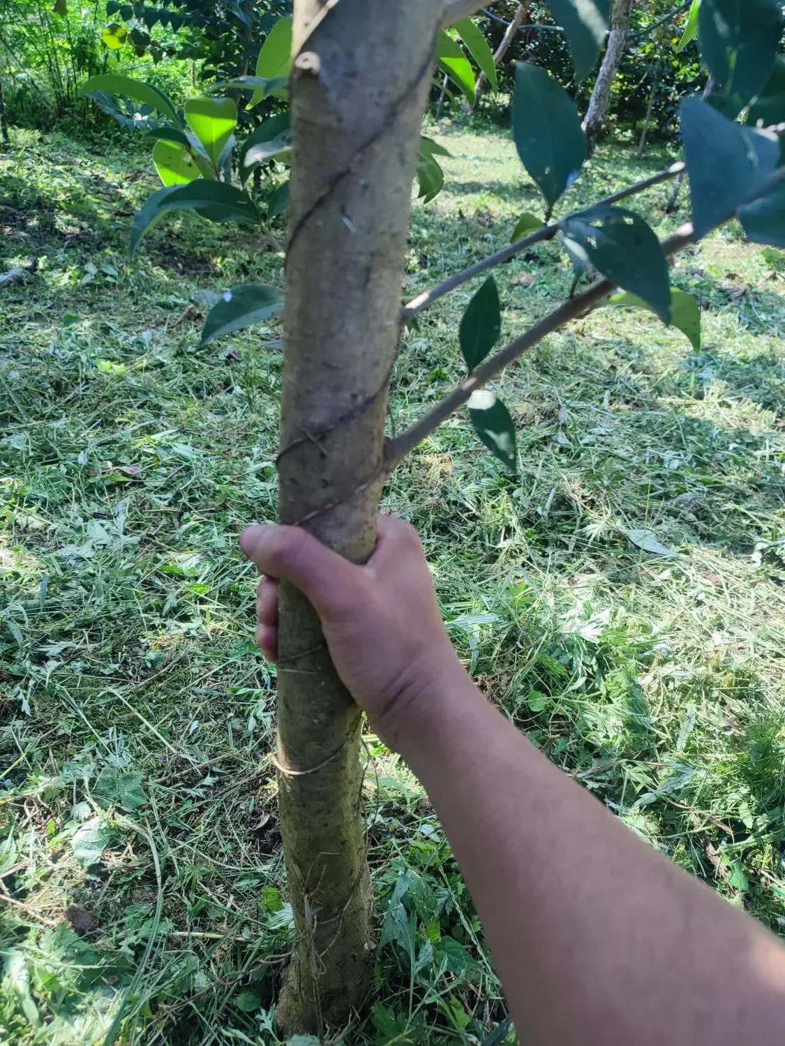 فروش گل و گیاه|خدمات باغبانی و درختکاری|رودسر, |دیوار