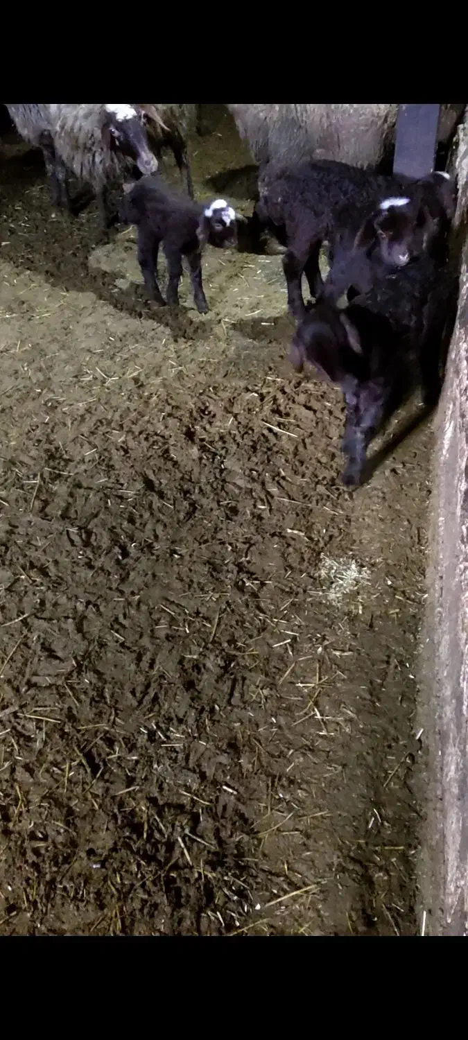 بز  مهربان و افشار|حیوانات مزرعه|سنندج, |دیوار