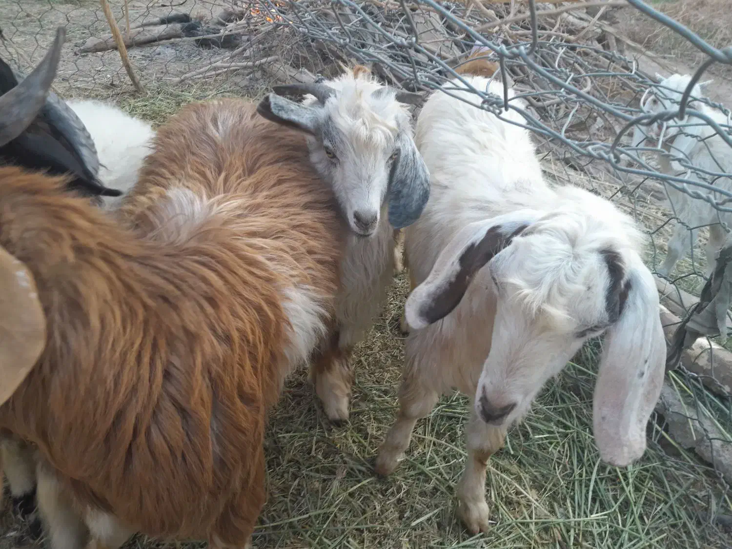 فروش ۳گوسفند دوتا چپش یه گیسه|حیوانات مزرعه|جیرفت, |دیوار