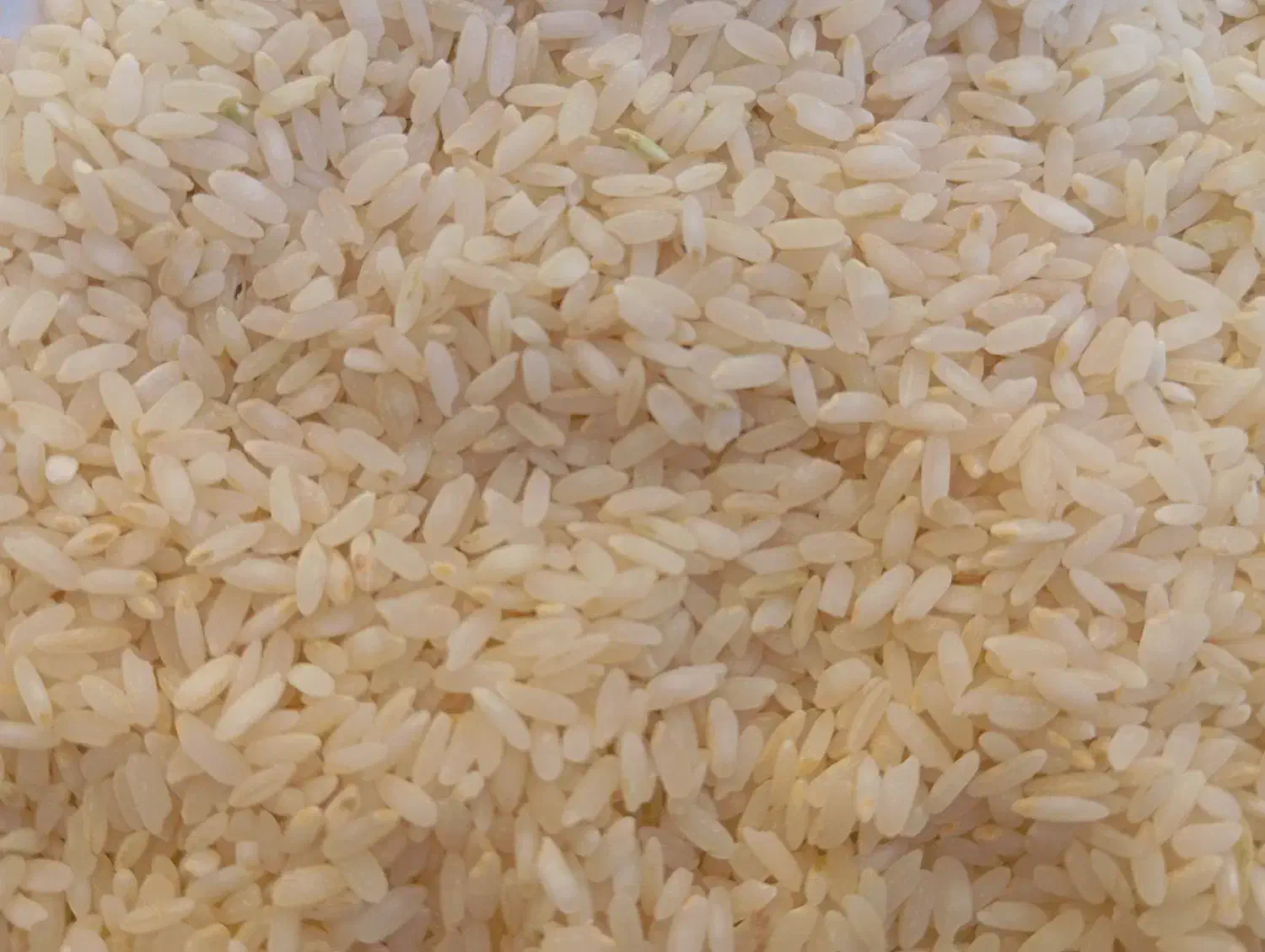 برنج چمپا فلارد|عمده‌فروشی|فلارد, |دیوار