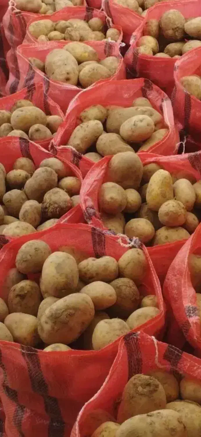 سیب زمینی اسپریت|خوردنی و آشامیدنی|دوتپه, |دیوار