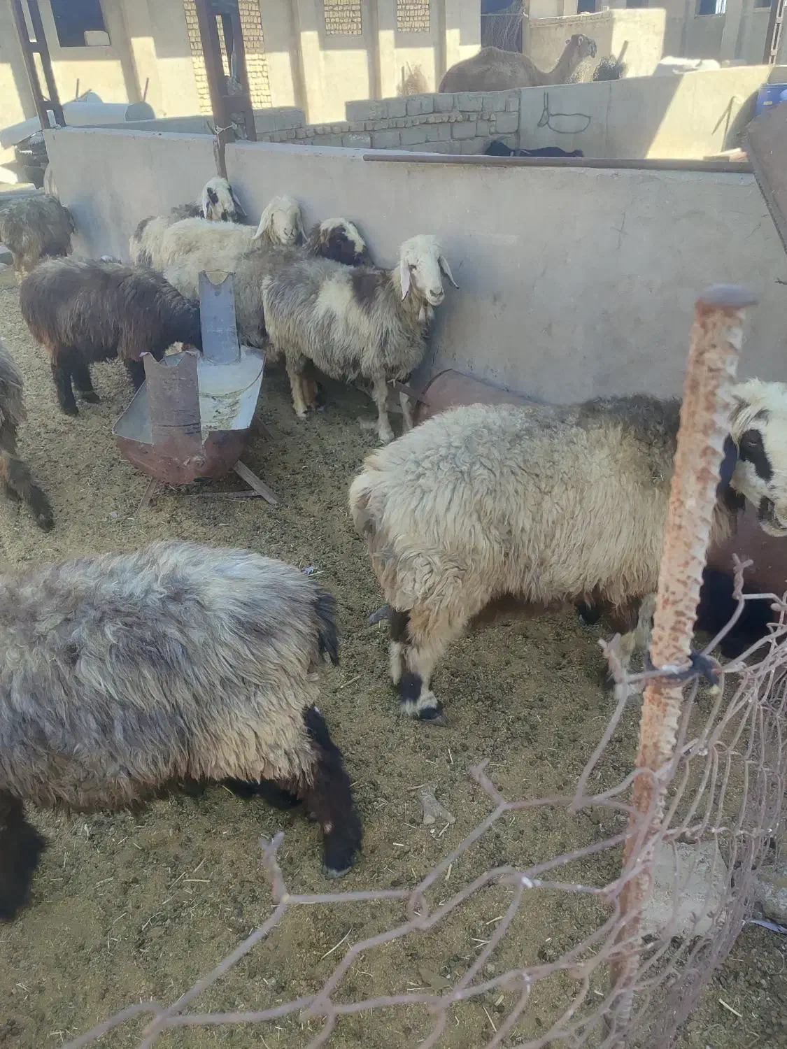 میش آبستن|حیوانات مزرعه|فیروزآباد (فارس), |دیوار