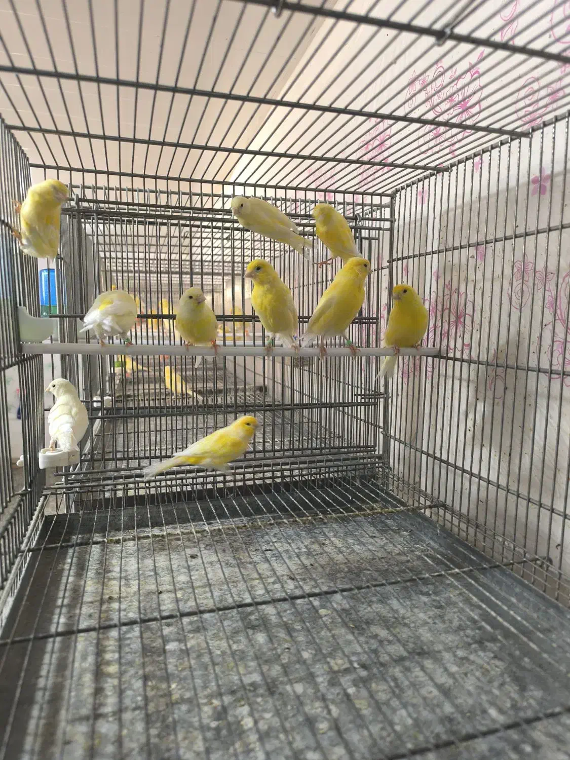 قناری رد فاکتور ،یلو فاکتور و وایت فاکتور|پرنده|مبارکه, |دیوار