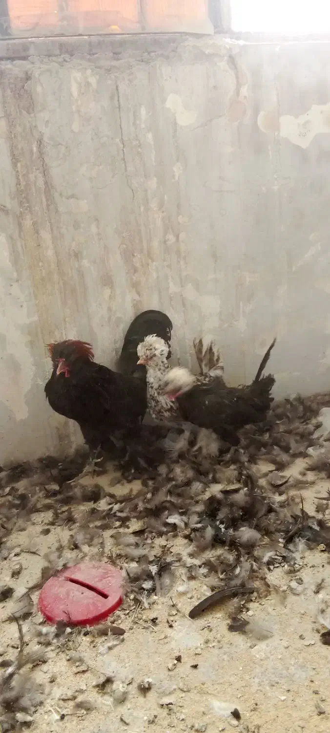 دو عددمرغ تخم کن ویک عدد خروس لهستانی|حیوانات مزرعه|قزوین, |دیوار