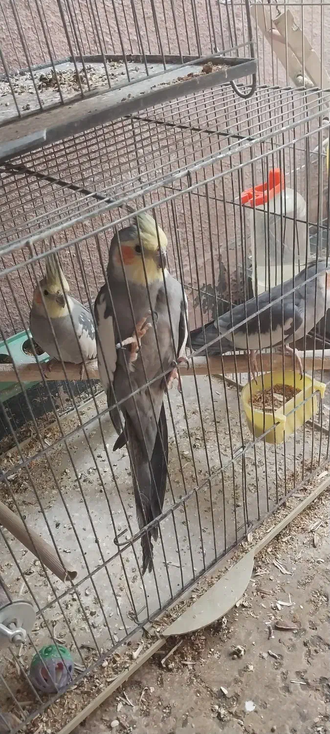 پرنده . فروشی|پرنده|محمدیه-قزوین, |دیوار