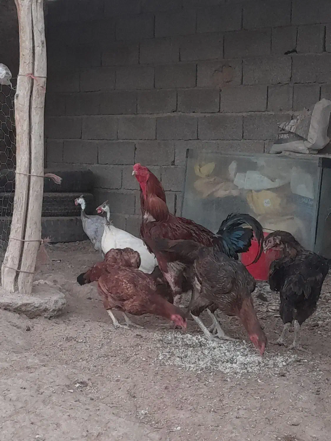 فروش ۵تا مرغ و ۱خروس لاری و ۱مرغ شاخدار شهریار|حیوانات مزرعه|شهریار, حصار ساتی|دیوار