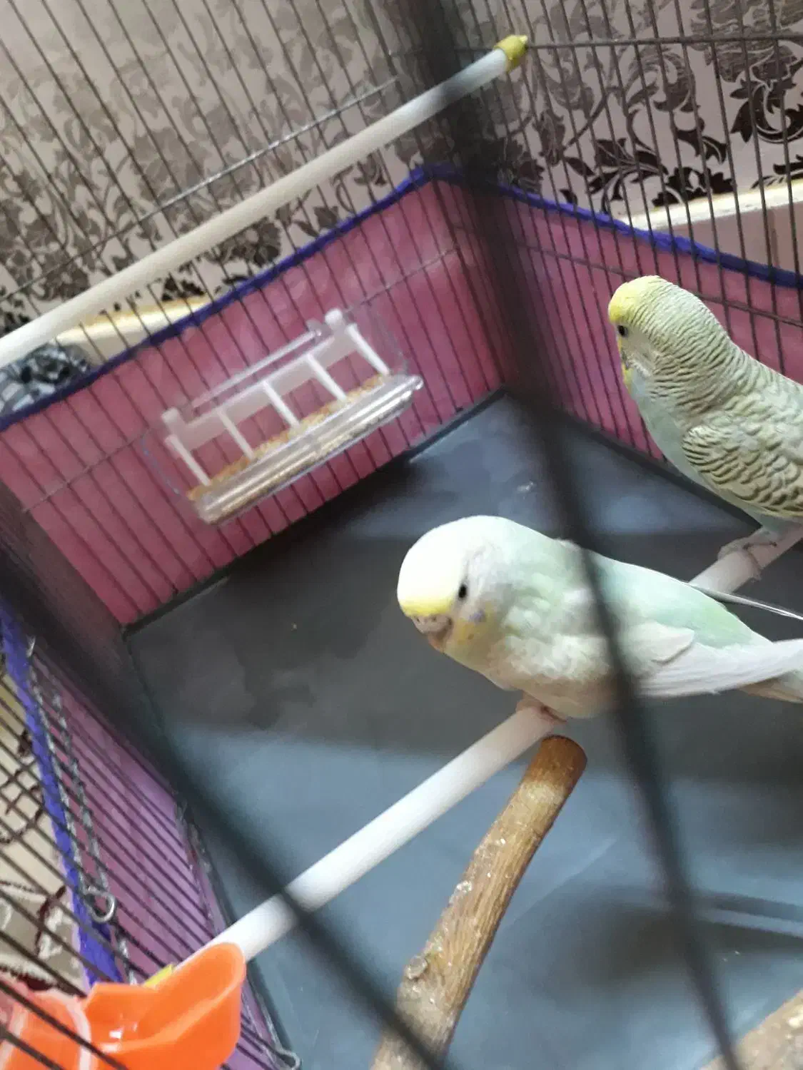 مرغ عشق و فنچ|پرنده|بروجرد, |دیوار