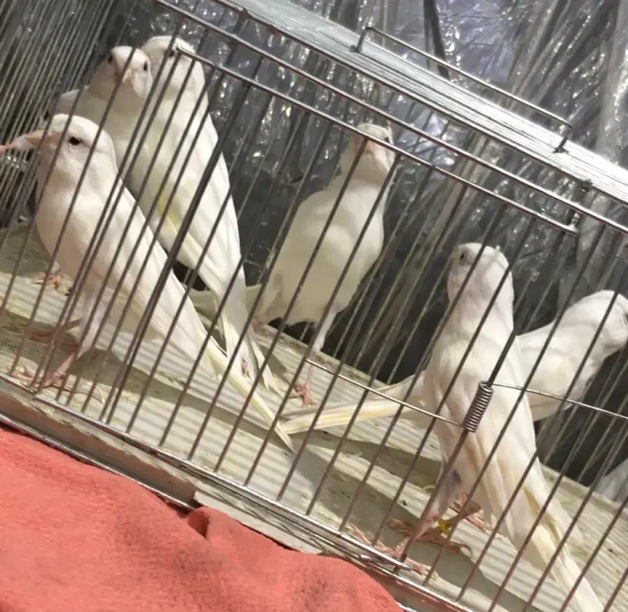 قناری|پرنده|قزوین, |دیوار