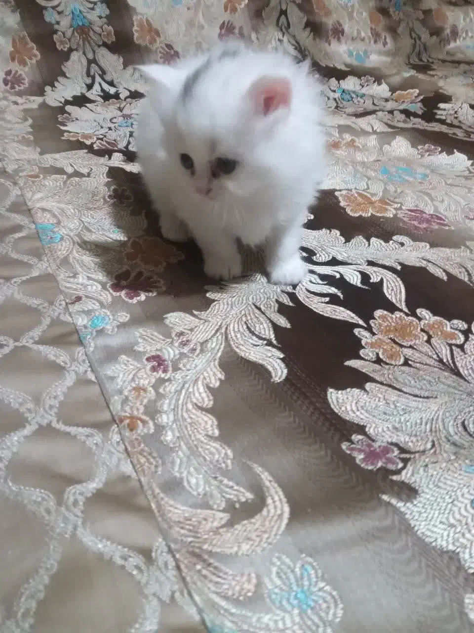 گربه|گربه|تبریز, |دیوار