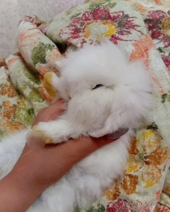 خرگوش مینی لوپ|موش و خرگوش|ورامین, ورامین|دیوار