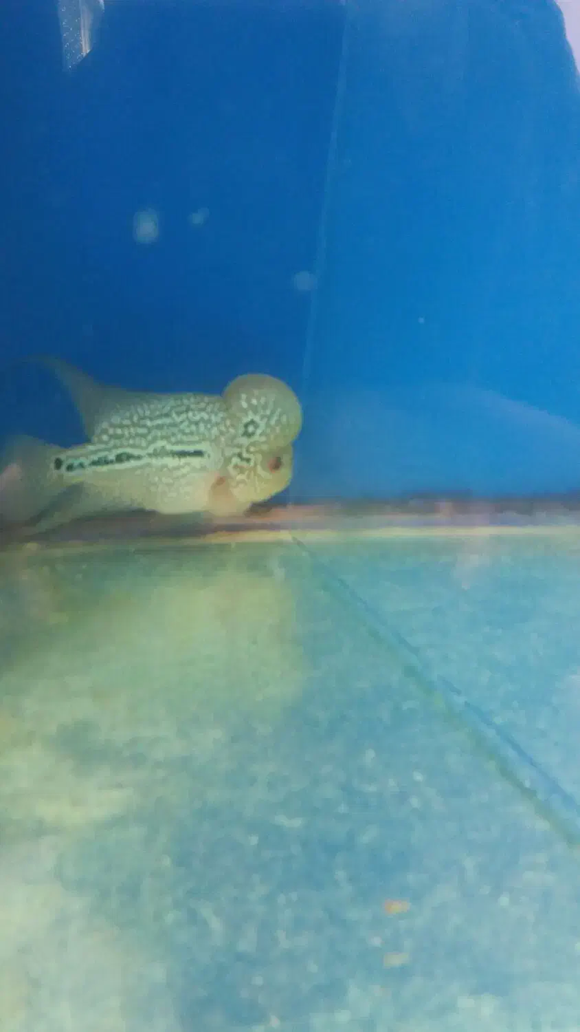 ماهی فلاو|ماهی|پرند, فاز ۶|دیوار