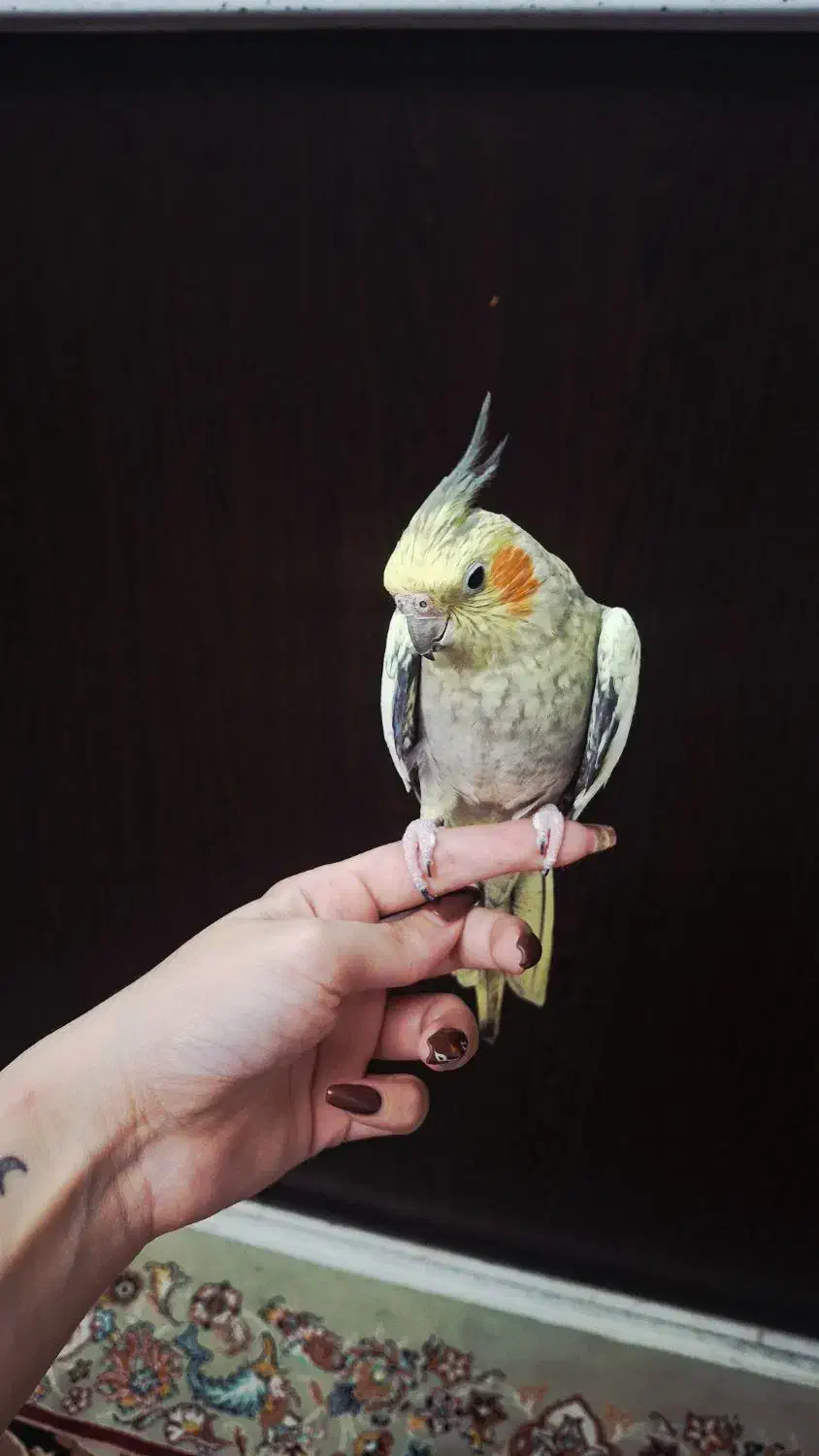 طوطی عروس|پرنده|رشت, کوی مهر|دیوار