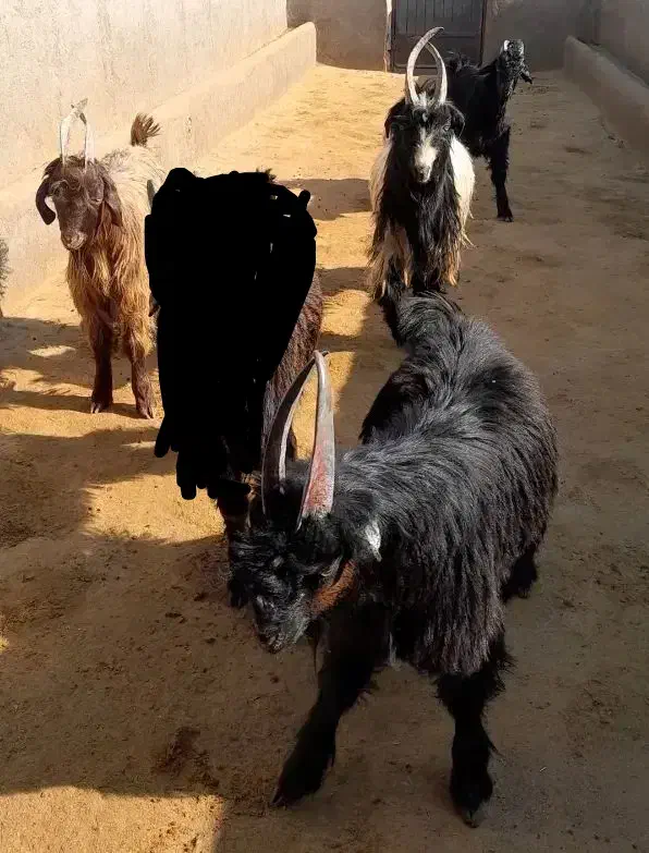 دوبر بزغاله بز بره میش قوچ دوبری|حیوانات مزرعه|قم, شاه ابراهیم|دیوار