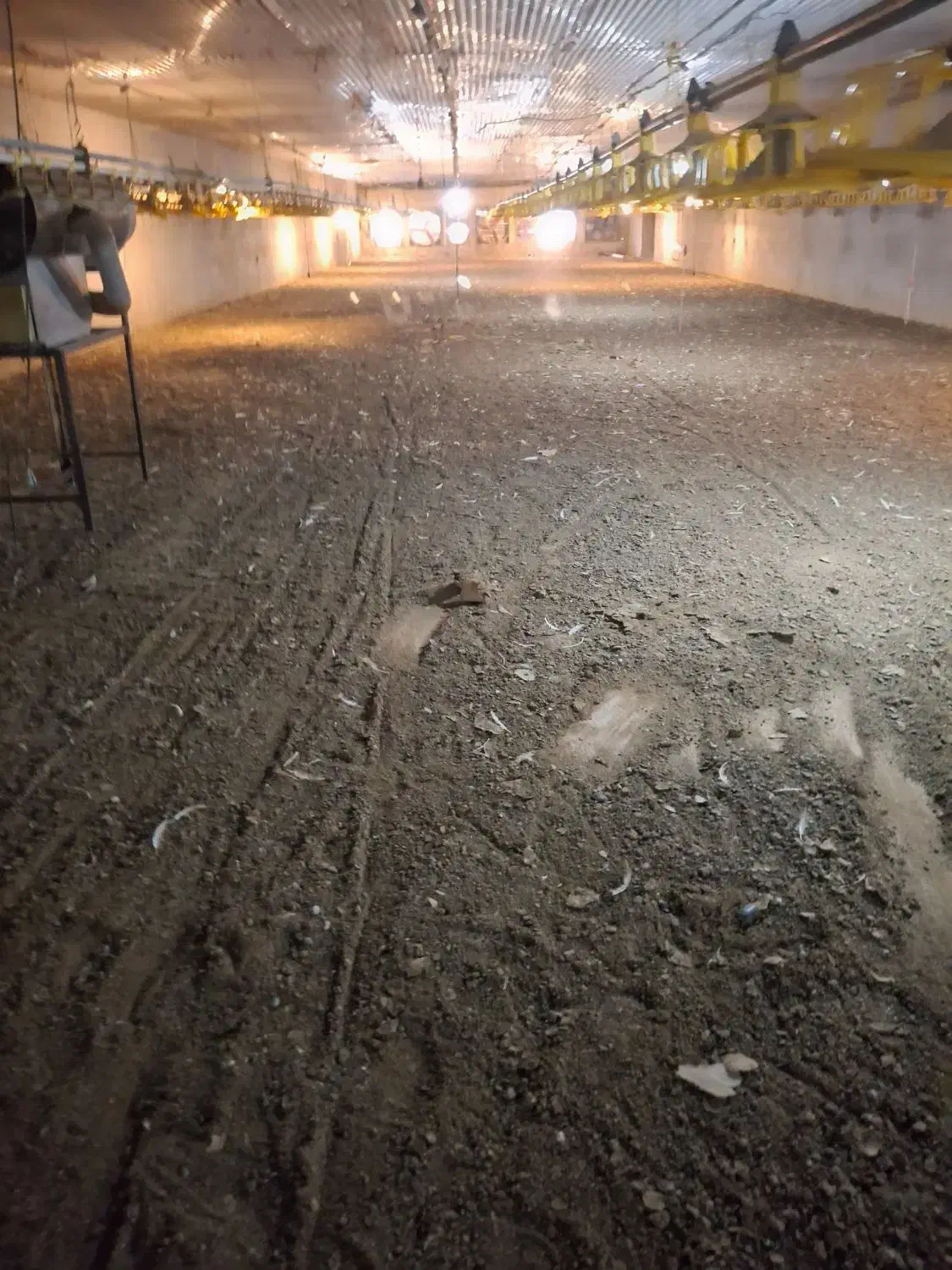 کودمرغ|خدمات باغبانی و درختکاری|گرگان, |دیوار