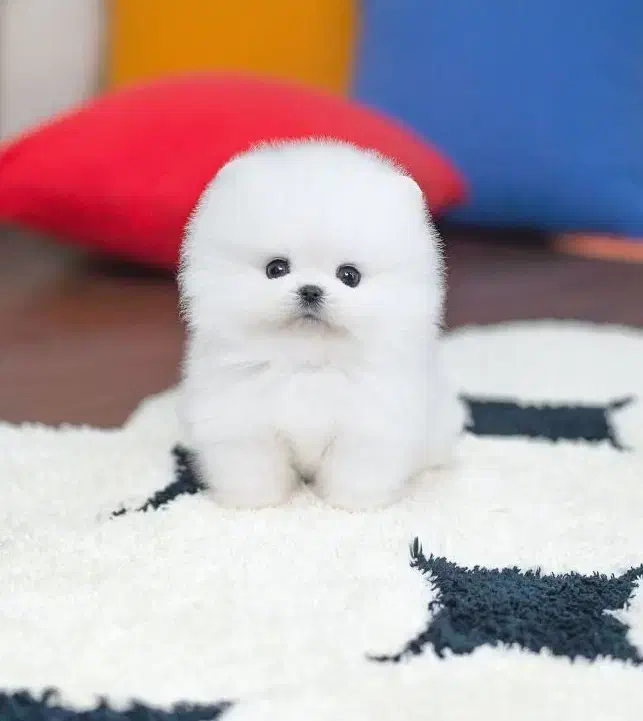 جیبی|سگ|کرج, دهقان ویلا|دیوار