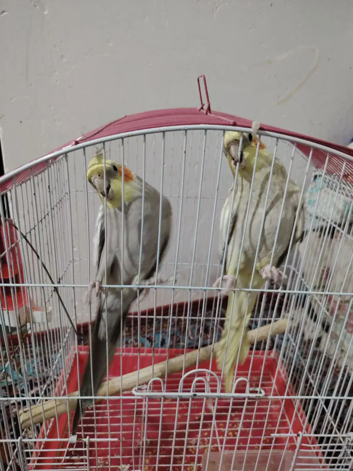 فروش دو عدد عروس هلندی با قفس|پرنده|تالش, هشتپر|دیوار