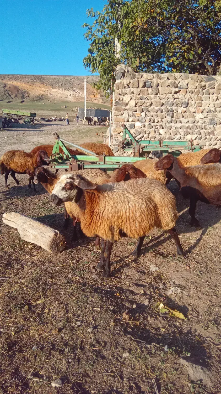 ۱۴راس گوسفند ماده|حیوانات مزرعه|نیر (اردبیل), |دیوار
