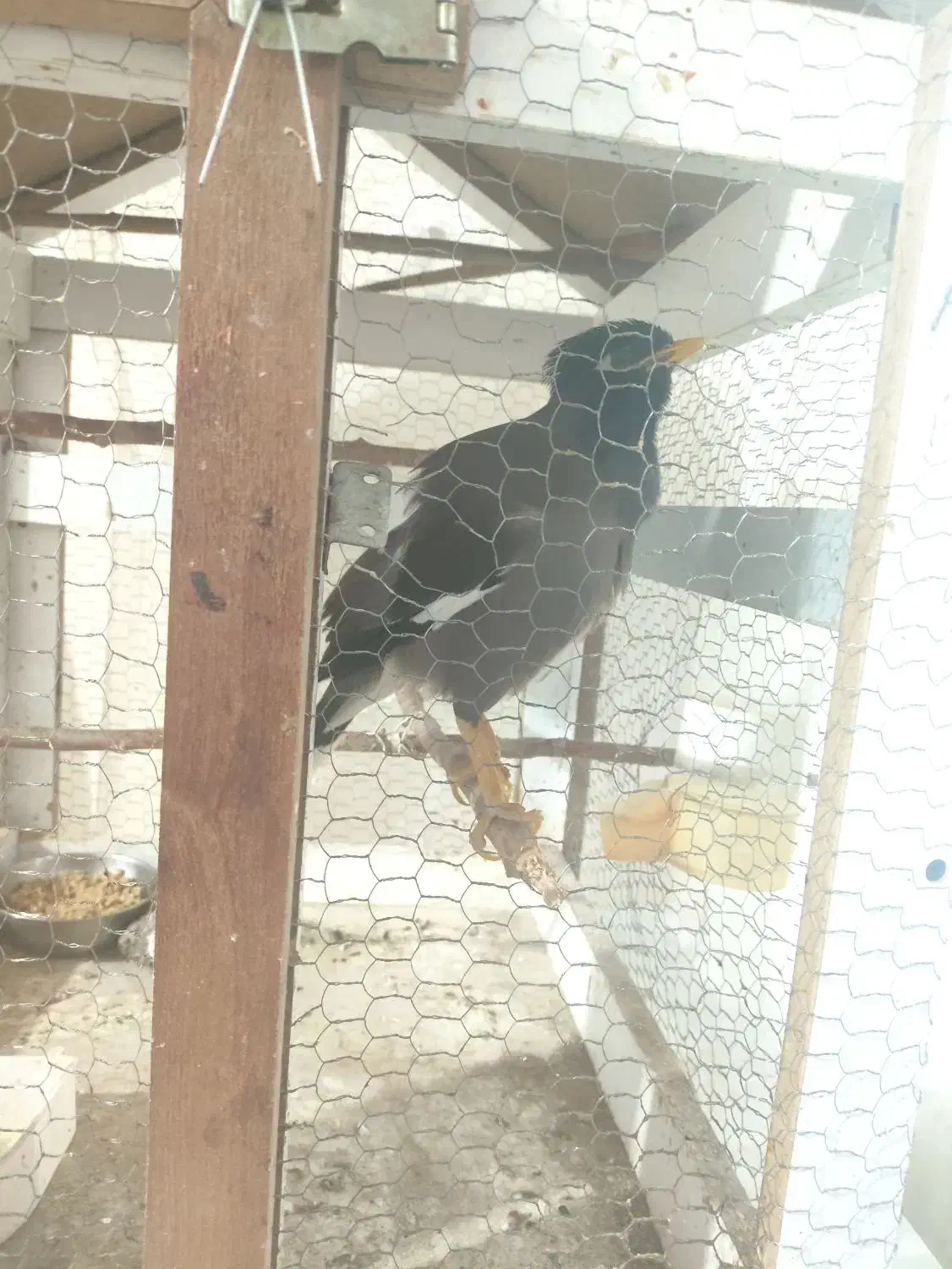 مرغ مینا سخنگو اصلی|پرنده|بیرجند, |دیوار