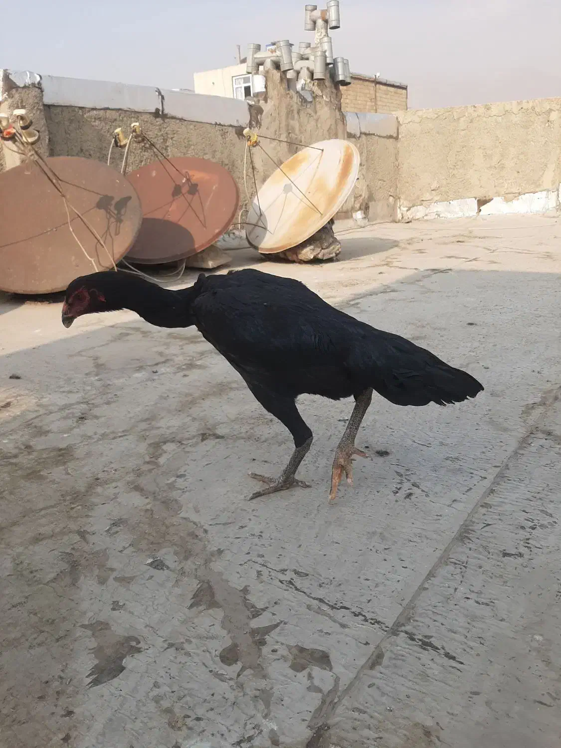 مرغ اوشاموالمانی مشکی|حیوانات مزرعه|قدس, شهرقدس|دیوار