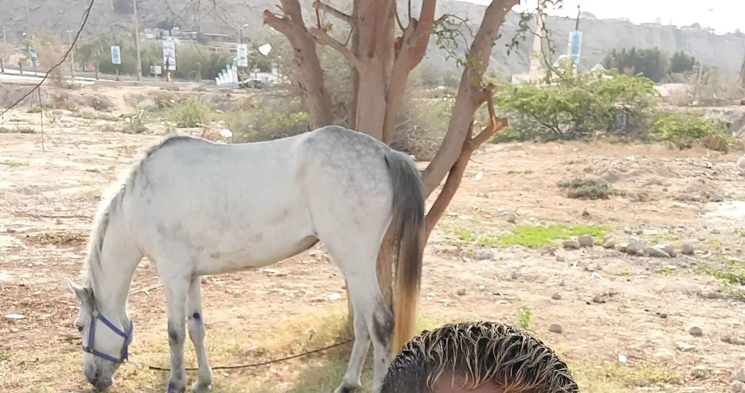 فروش دو اسب نر وماده|اسب و تجهیزات اسبسواری|قشم, |دیوار