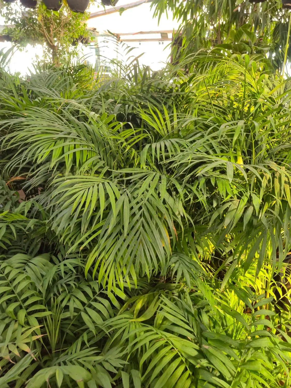 گل نخل اریکا *گلخانه من *|گل و گیاه طبیعی|بیرجند, |دیوار