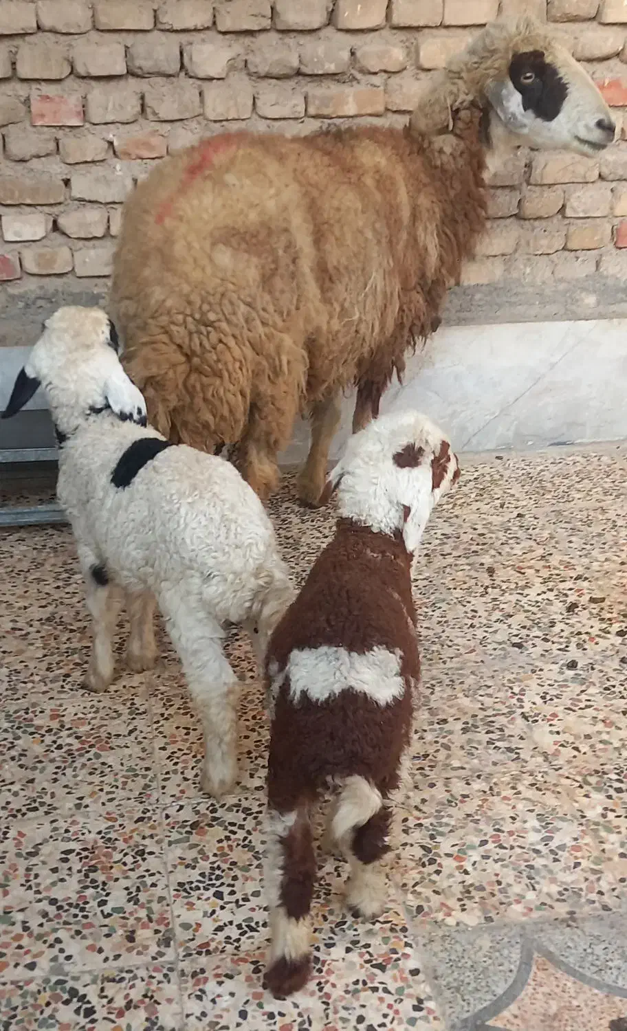 بره|حیوانات مزرعه|اهواز, سیاحی(سه راه خرمشهر)|دیوار