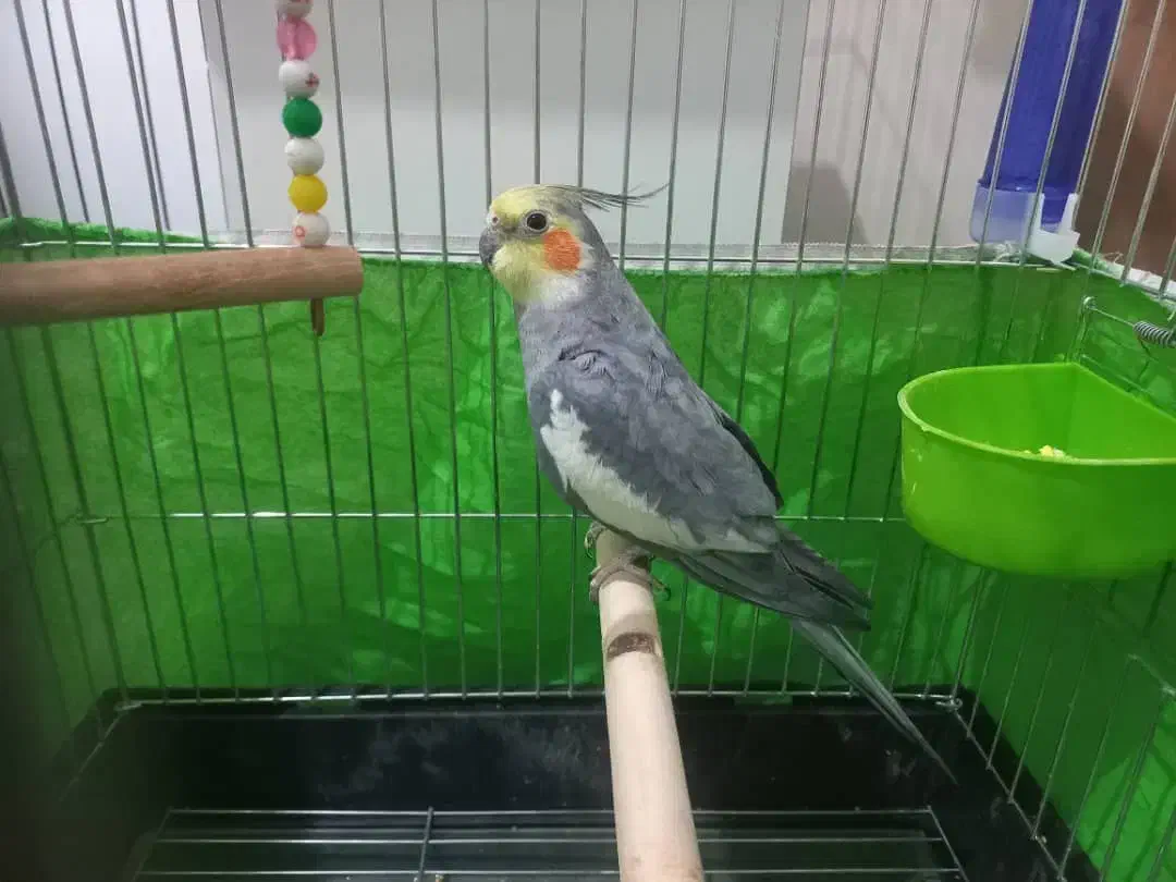 عروس هلندی نر|پرنده|کرج, شهرک بنفشه|دیوار