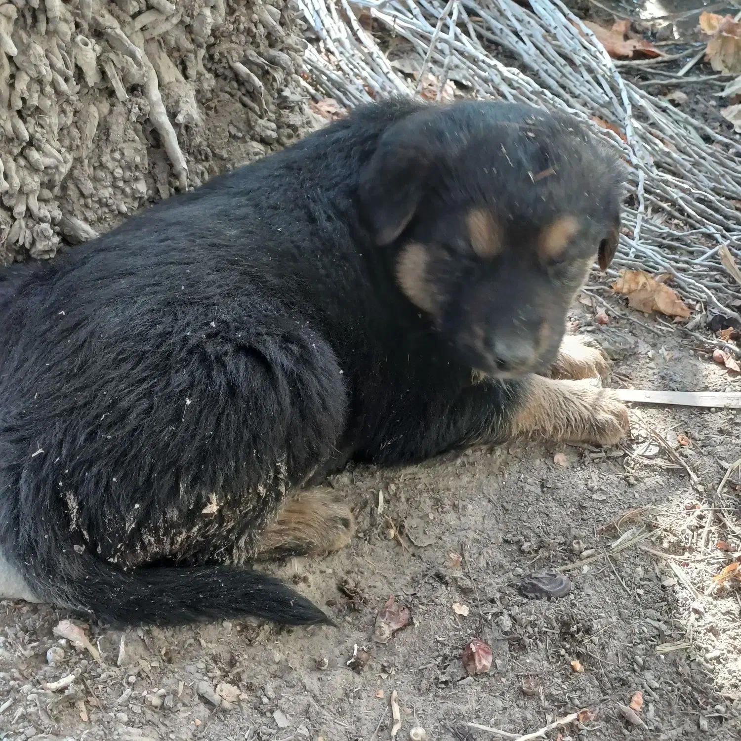 سگ ژرمن|سگ|شمیل, |دیوار