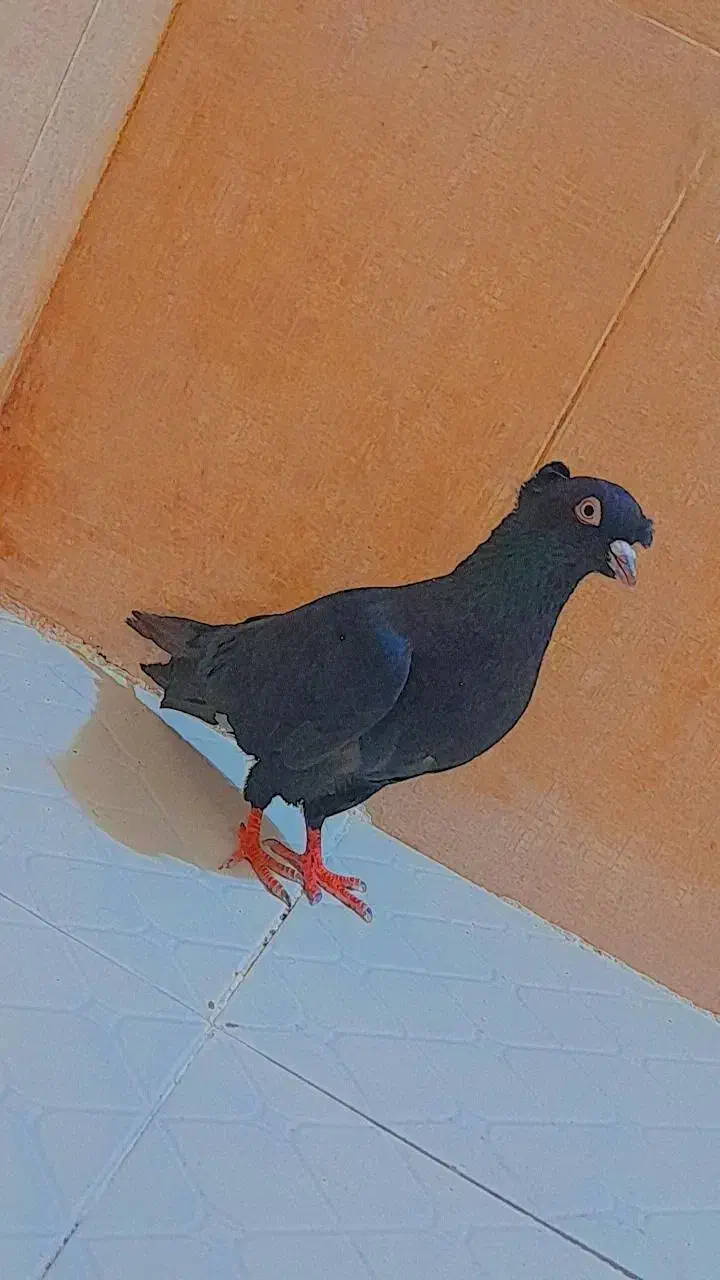 کفتر|پرنده|داراب, |دیوار