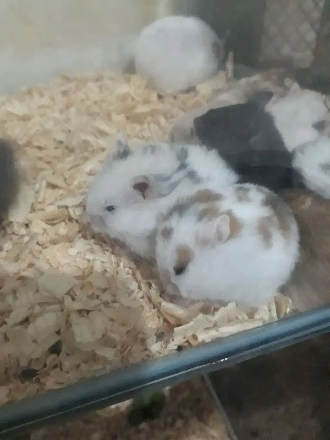 همستر خانگی|موش و خرگوش|قدس, شهرقدس|دیوار